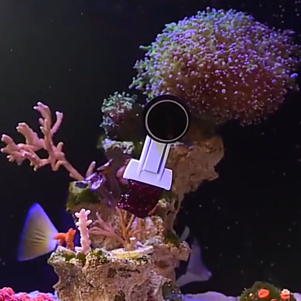مشبك مغناطيسي لتغذية الأسماك ب - مراجعة Aquarium Marine Services وسعره