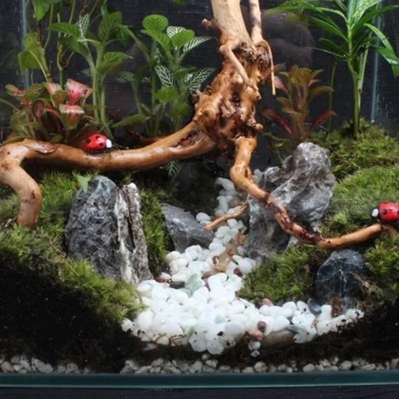 شجرة طبيعية جذع Driftwood لحوض - مراجعة Marine Aquarium All In One وسعره