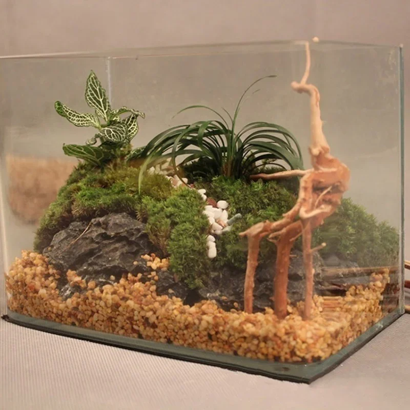 شجرة طبيعية جذع Driftwood لحوض - مراجعة Marine Aquarium All In One وسعره