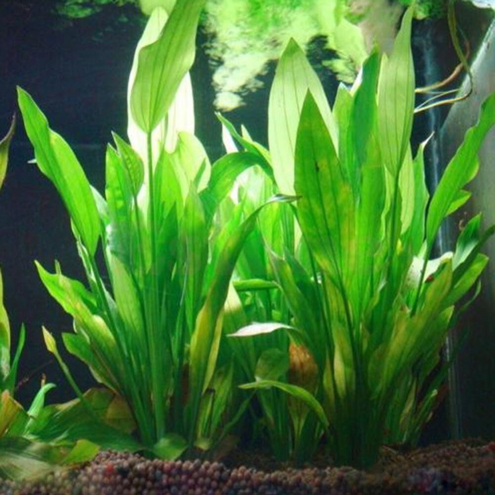15 سنتيمتر حوض السمك الاصطناعي - مراجعة Marine Aquarium All In One وسعره
